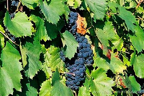 rifete|Wines with Rufete grapes – a red grape also known as Tinta。